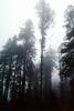 Fog, foggy Redwood Forest, NPNV05P10_05
