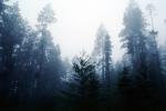 Fog, foggy Redwood Forest, NPNV05P10_06