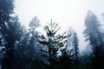 Fog, foggy Redwood Forest, Occidenta, NPNV05P10_07