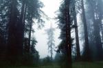 Fog, foggy Redwood Forest, Occidental, NPNV05P10_08