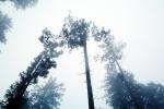 Fog, foggy Redwood Forest, NPNV05P10_10