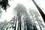 Fog, foggy Redwood Forest, Occidental, NPNV05P10_12