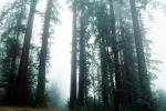 Fog, foggy Redwood Forest, Occidental, NPNV05P10_15