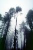 Fog, foggy Redwood Forest, Occidental, Sonoma County, California, NPNV05P10_17