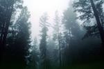 Fog, foggy Redwood Forest, NPNV05P10_18