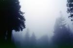 Fog, foggy Redwood Forest, Occidental, Sonoma County, NPNV05P10_19
