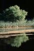 Bullfrog Pond, Lake, reflection, reeds, Austin Creek State Park, NPNV05P14_01