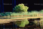 Bullfrog Pond, Lake, reflection, reeds, Austin Creek State Park, NPNV05P14_03.2566