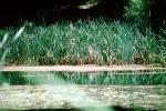 Bullfrog Pond, Lake, reflection, reeds, Austin Creek State Park, NPNV05P14_05