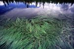 Lake, trees, reflection, water grass, water, NPNV06P01_04