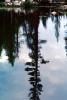 Lake, pond, water, trees, reflection, NPNV06P01_12