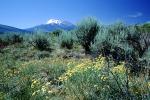 Mount Shasta, NPNV06P02_19