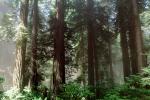Redwood Forest, NPNV06P04_19