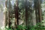 Redwood Forest, NPNV06P05_01