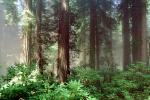 Redwood Forest, NPNV06P05_02
