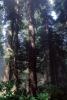 Redwood Forest, NPNV06P05_03