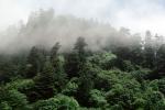 Redwood Forest, fog, foggy, NPNV06P05_04