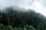 Redwood Forest, fog, foggy, NPNV06P05_05