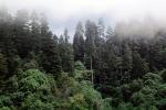 Redwood Forest, fog, foggy