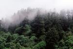 Redwood Forest, fog, foggy