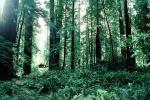 Avenue of the Giants, Ferns, redwood grove