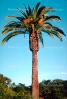 Palm Tree, Date Palms, NPNV06P06_12.2566