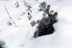 snow, tree, seedling, NPNV06P07_06