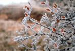 frozen tree limbs, ice