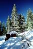 Snow, Trees, NPNV06P08_04