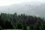 Hills, Mountains, trees, woodland, fog, forest, the Lost Coast, Humboldt County, NPNV06P09_12