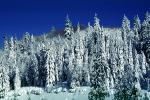 trees, snow, Ice, Cold, Chill, Chilled, Chilly, Frosty, Frozen, Icy, Snowy, Winter, Wintry, NPNV06P12_13