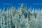 trees, snow, Ice, Cold, Chill, Chilled, Chilly, Frosty, Frozen, Icy, Snowy, Winter, Wintry, NPNV06P12_14.2566