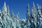 trees, snow, Ice, Cold, Chill, Chilled, Chilly, Frosty, Frozen, Icy, Snowy, Winter, Wintry, NPNV06P12_15