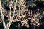 Gravenstein Apple tree, Occidental, Sonoma County, California, NPNV06P13_07