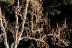 Gravenstein Apple tree, Occidental, Sonoma County, California, NPNV06P13_08