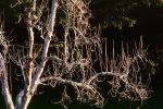 Gravenstein Apple tree, Occidental, Sonoma County, California, NPNV06P13_09