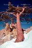 Sequoia Tree, snow, rocks, NPNV06P13_11.2566