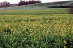 Yellow fields of flowers, NPNV06P13_17