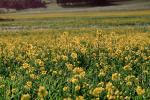Yellow fields of flowers