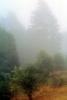 misty morning fog, Bull Frog Pond, Austin Creek State Park, NPNV06P15_11