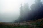 misty morning fog, Bull Frog Pond, Austin Creek State Park, NPNV06P15_12