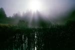 misty morning fog, Bull Frog Pond, NPNV06P15_18