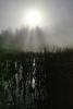 misty morning fog, Bull Frog Pond, NPNV06P15_19