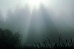 misty morning fog, Bull Frog Pond, NPNV07P01_01