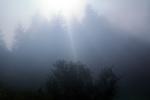 misty morning fog, Bull Frog Pond, NPNV07P01_03