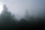 misty morning fog, Bull Frog Pond, NPNV07P01_06