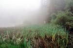 reeds, wetlands, misty morning fog, Bull Frog Pond, NPNV07P01_09