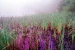reeds, wetlands, misty morning fog, Bull Frog Pond, NPNV07P01_10