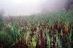 reeds, wetlands, misty morning fog, Bull Frog Pond, NPNV07P01_11