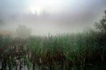 misty morning fog, Bull Frog Pond, NPNV07P01_17